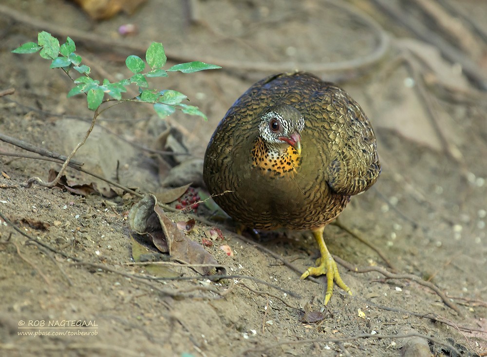 Scaly-breasted Partridge (Green-legged) - ML622690344