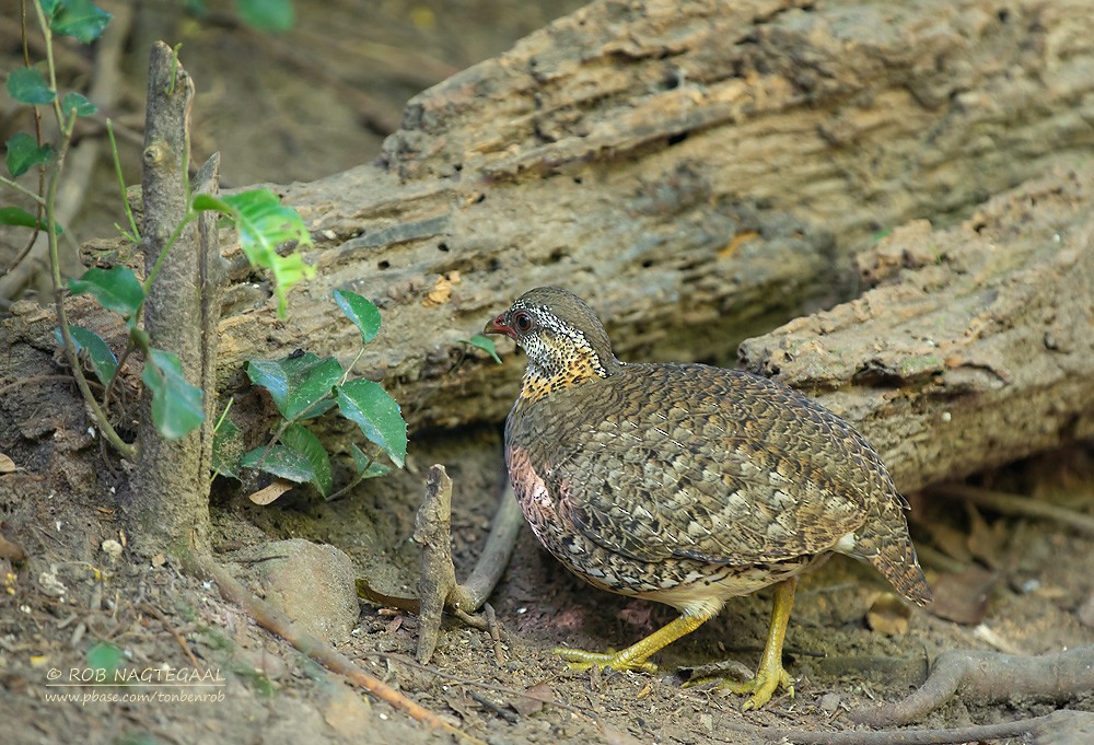 Scaly-breasted Partridge (Green-legged) - ML622690345