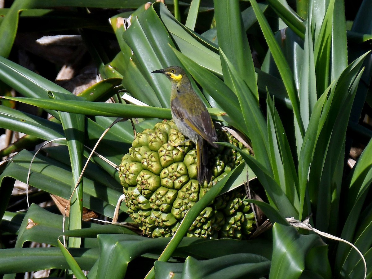 Eastern Wattled-Honeyeater - ML622690348