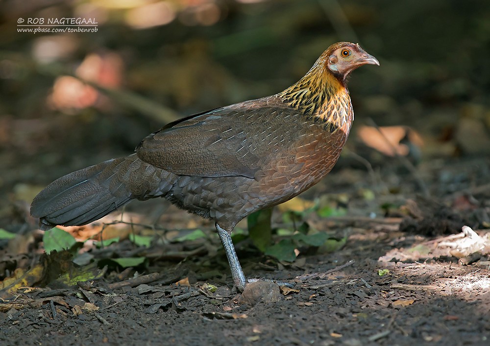 Red Junglefowl - Rob Nagtegaal