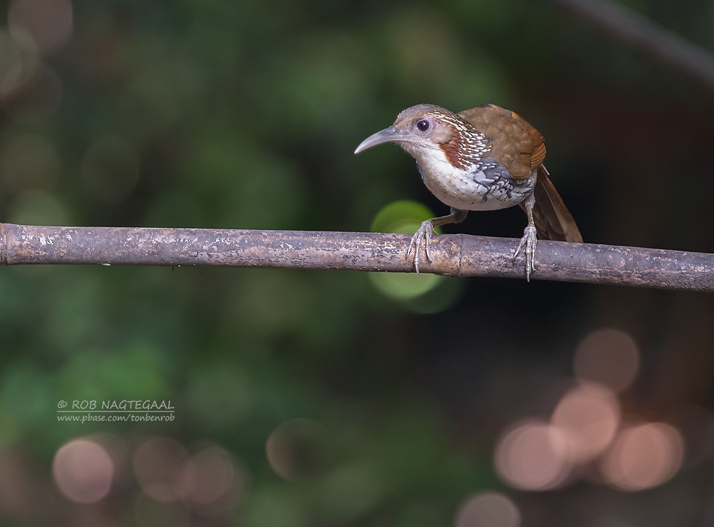 Large Scimitar-Babbler - ML622690357