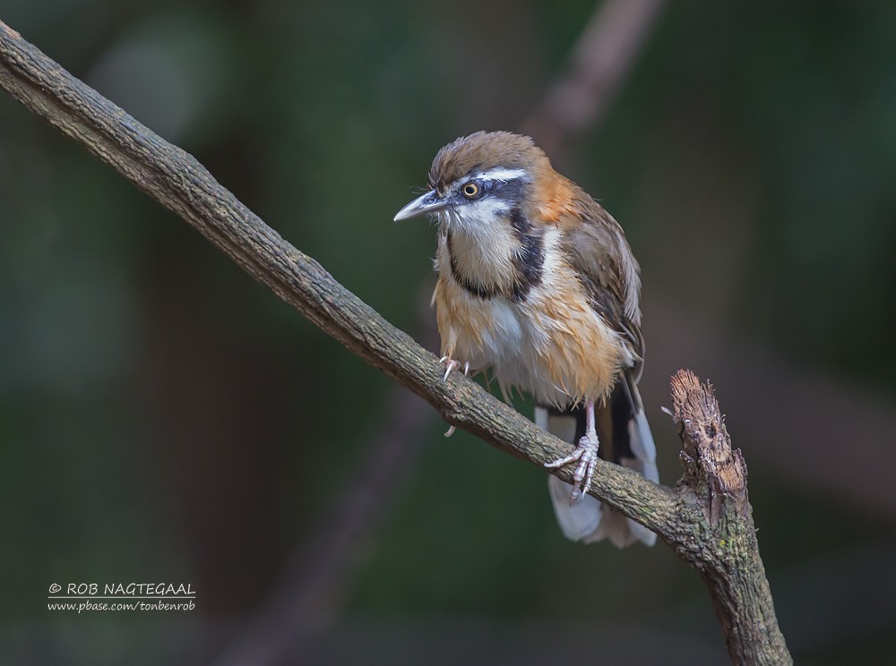 Lesser Necklaced Laughingthrush - ML622690362