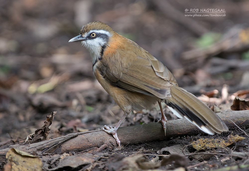 Lesser Necklaced Laughingthrush - ML622690363