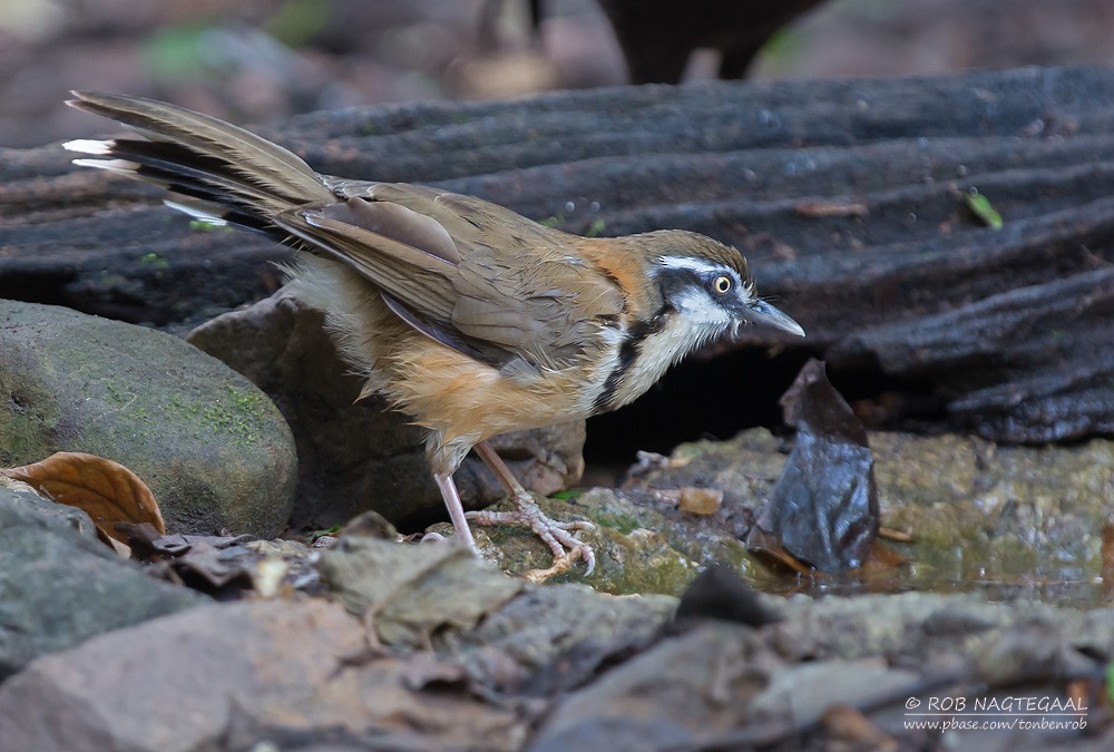 Lesser Necklaced Laughingthrush - ML622690364