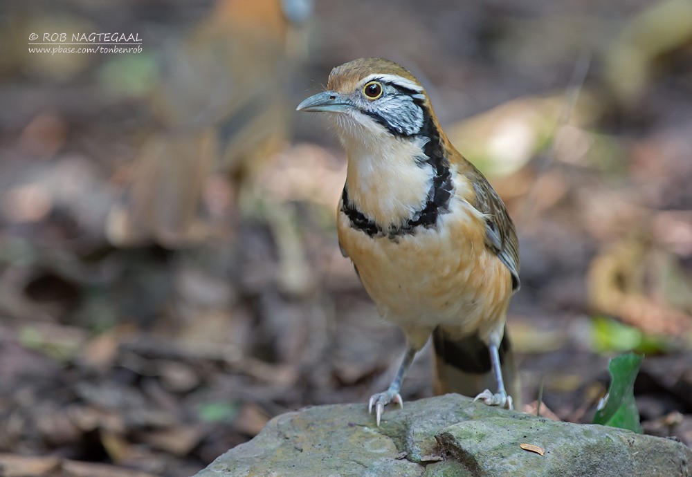 Greater Necklaced Laughingthrush - Rob Nagtegaal