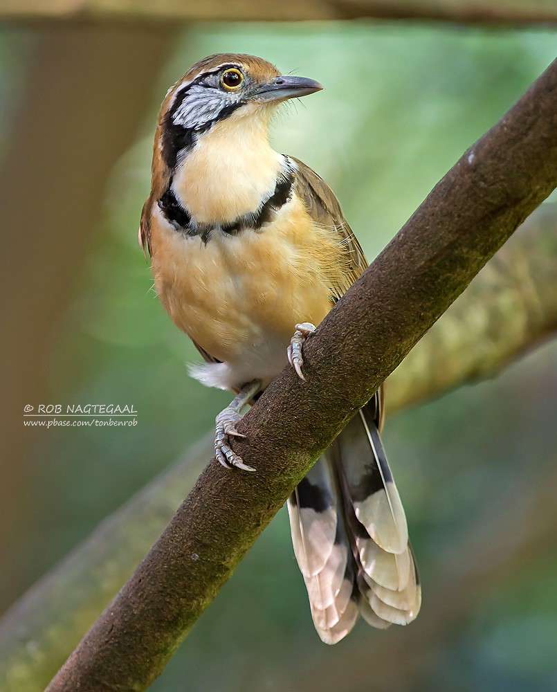 Greater Necklaced Laughingthrush - ML622690368