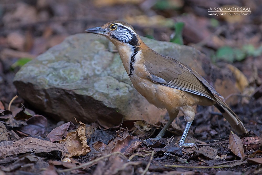 Greater Necklaced Laughingthrush - ML622690369