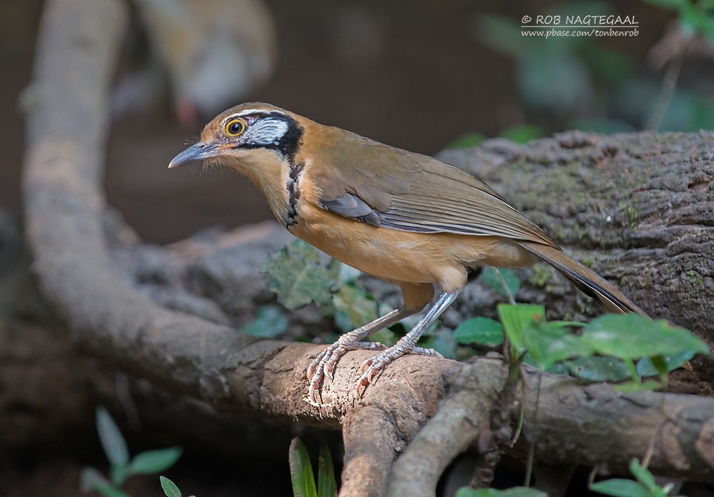 Greater Necklaced Laughingthrush - ML622690370