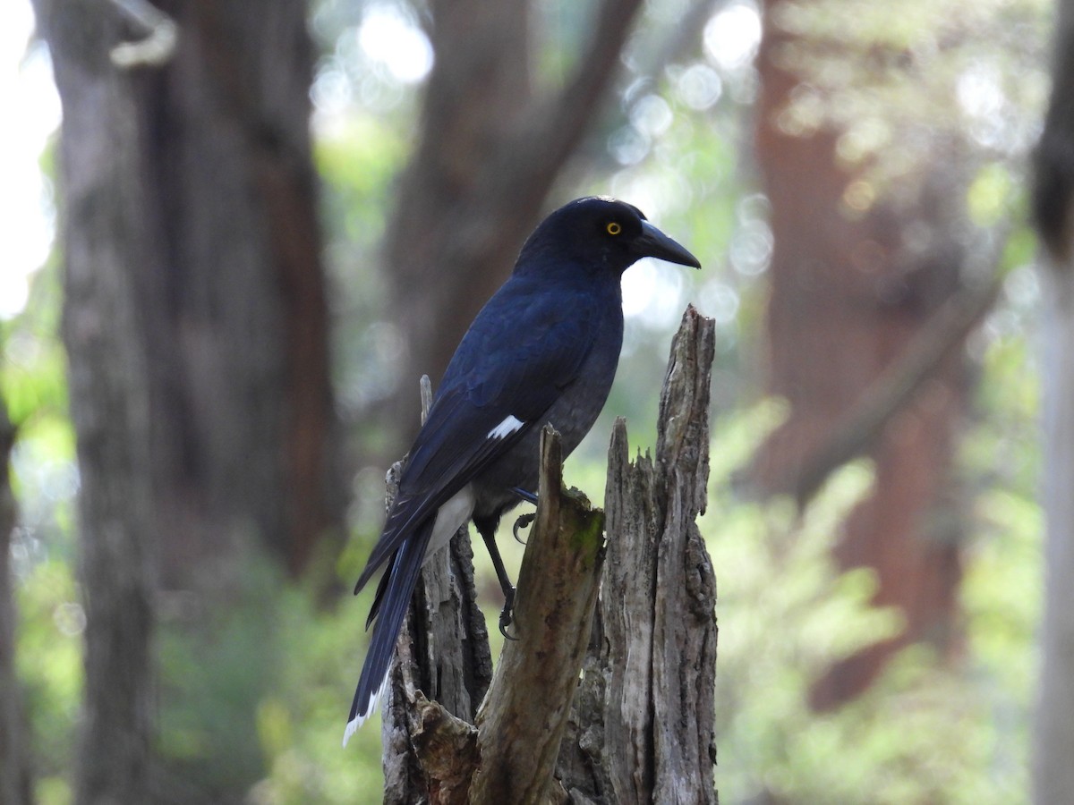 Pied Currawong - ML622690422