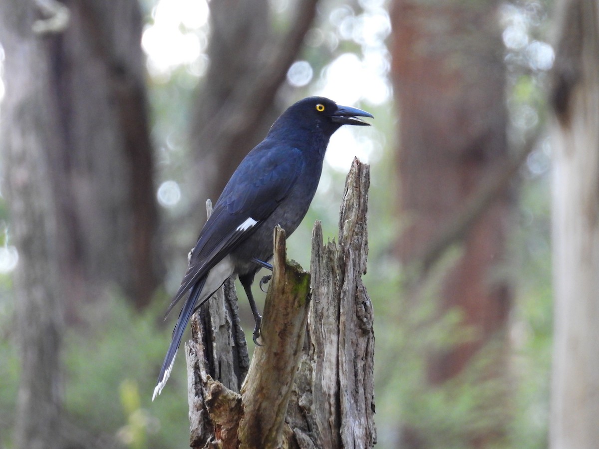 Pied Currawong - ML622690423