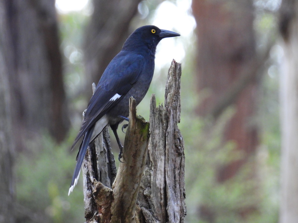 Pied Currawong - ML622690424