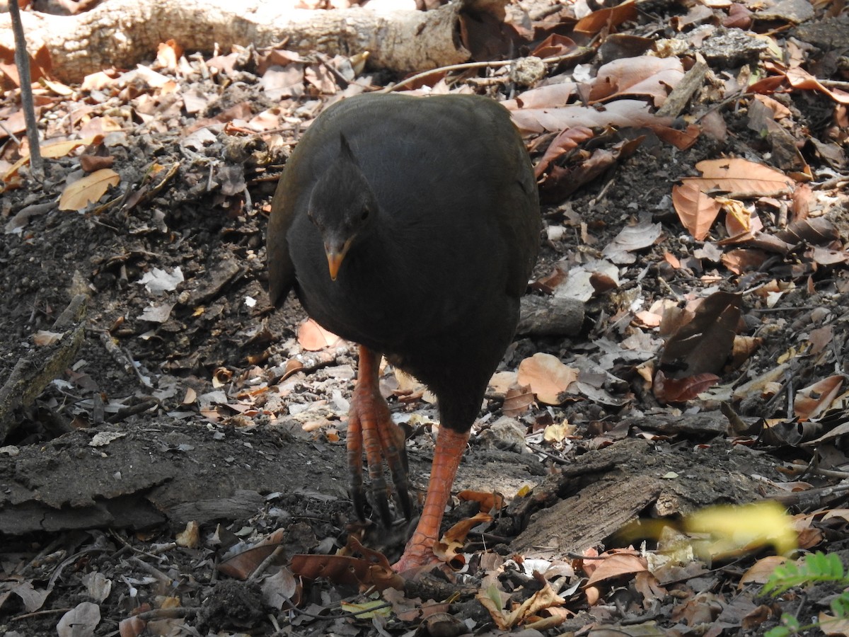 Orange-footed Megapode - ML622690443