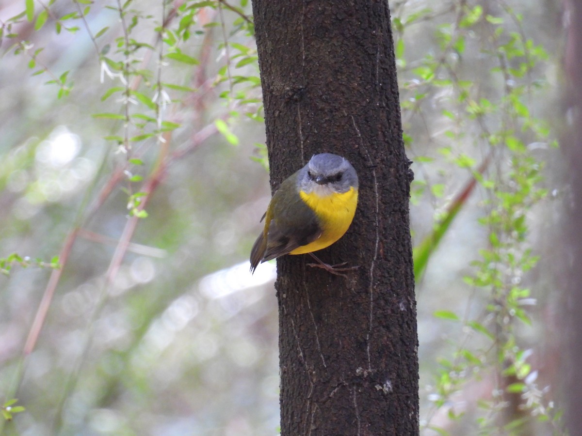 Eastern Yellow Robin - ML622690444