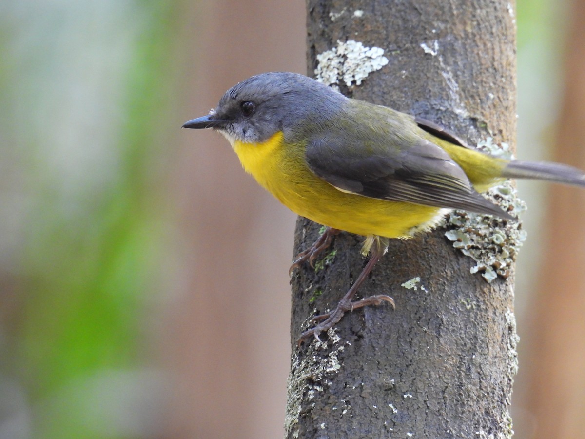 Eastern Yellow Robin - ML622690445