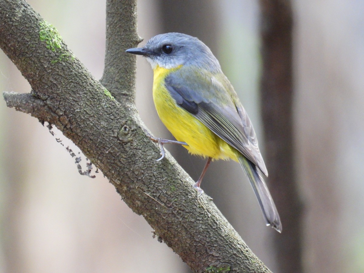 Eastern Yellow Robin - ML622690446