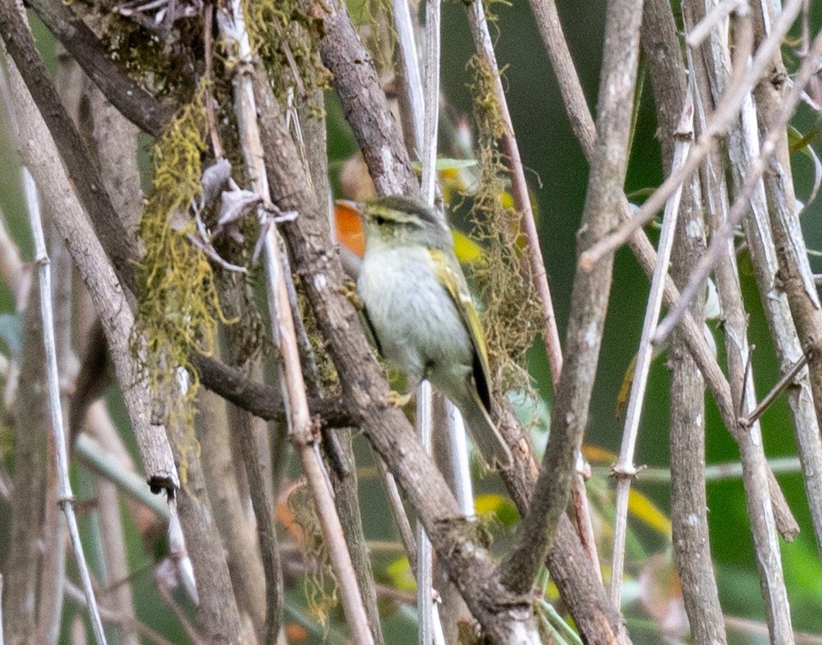 Lemon-rumped Warbler - Jagdish Jatiya