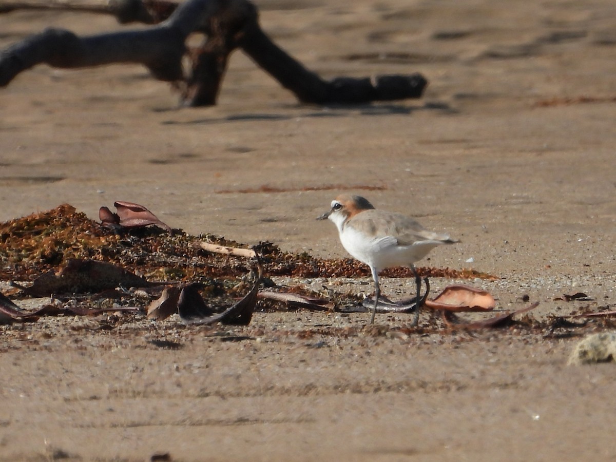 Red-capped Plover - ML622690505