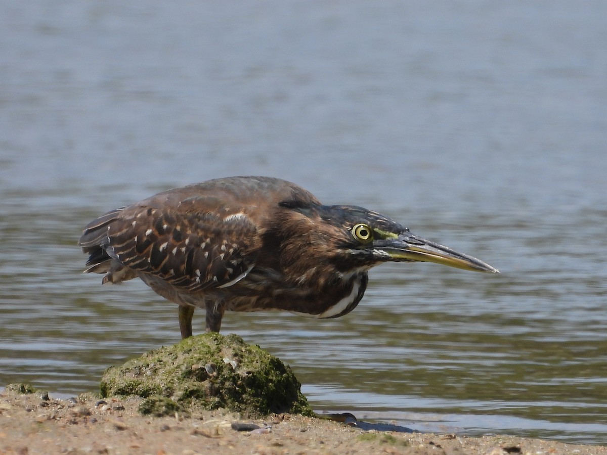 Striated Heron - ML622690524