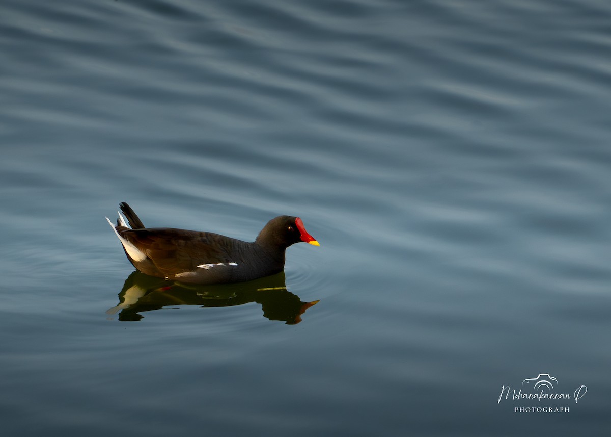 Eurasian Moorhen - ML622690529