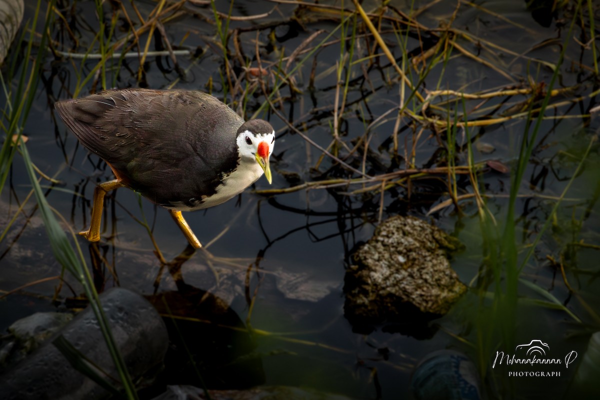 White-breasted Waterhen - ML622690532