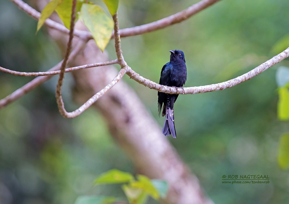 Square-tailed Drongo-Cuckoo - ML622690533