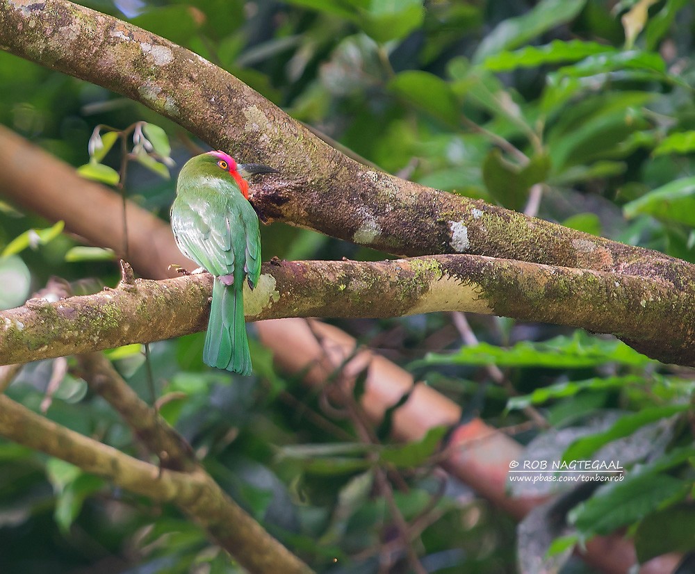 Red-bearded Bee-eater - ML622690546