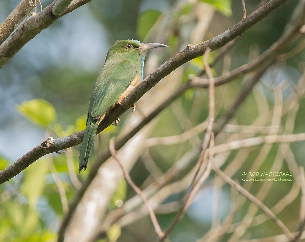 Blue-bearded Bee-eater - Rob Nagtegaal