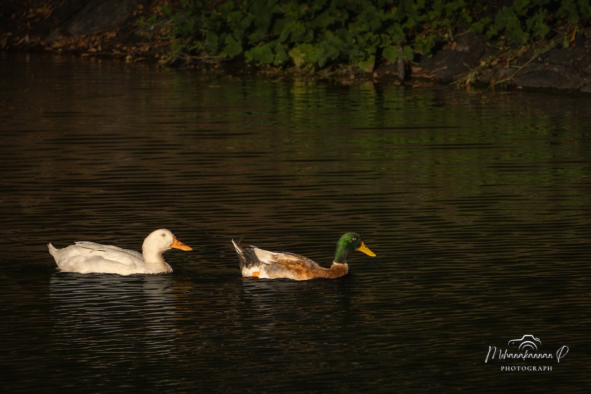 duck sp. - ML622690553