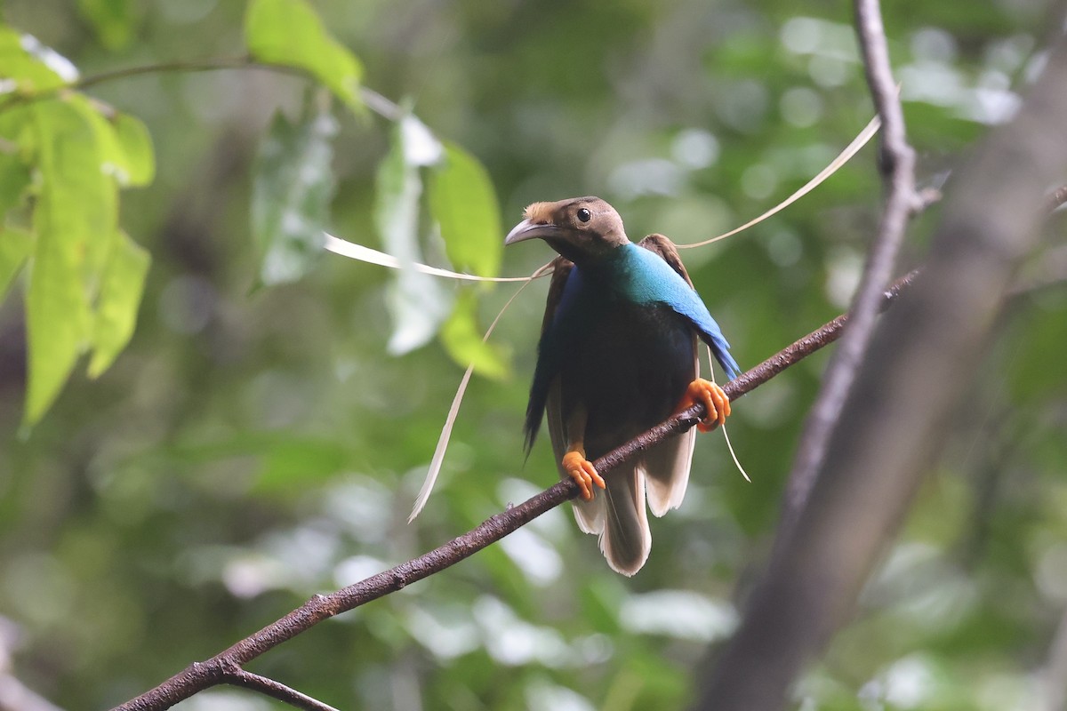 Standardwing Bird-of-Paradise - ML622690556