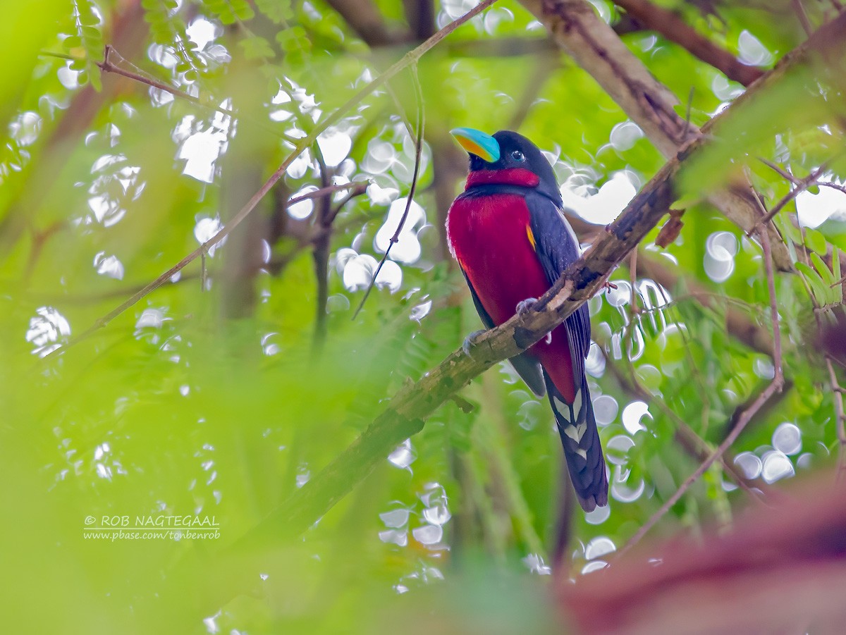 Black-and-red Broadbill - Rob Nagtegaal