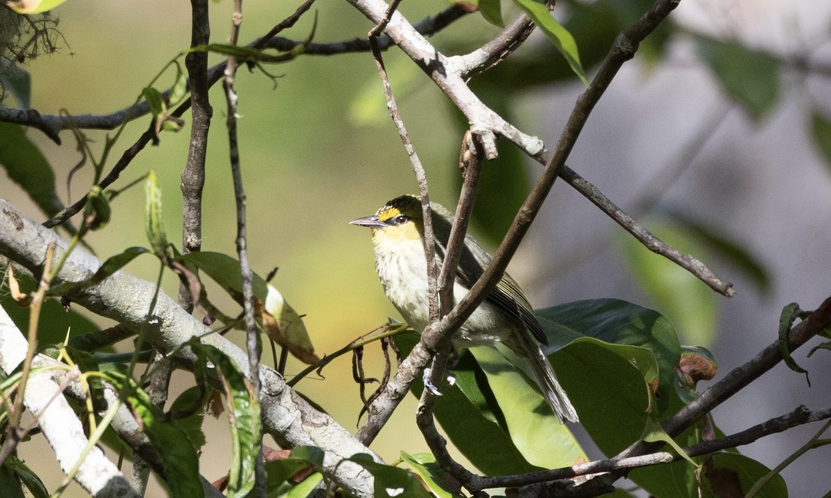 Timor White-eye - Ben Loehnen