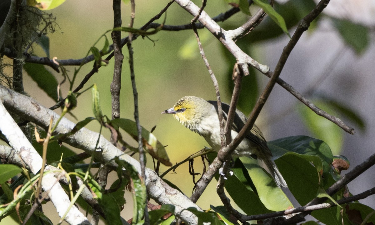 Timor White-eye - ML622690566