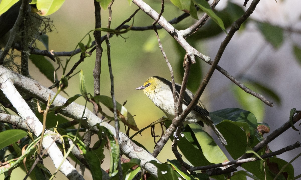 Timor White-eye - ML622690567