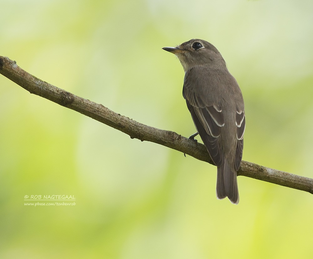 Asian Brown Flycatcher - ML622690578