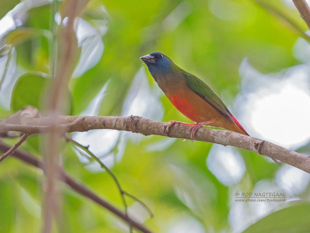 Pin-tailed Parrotfinch - ML622690587