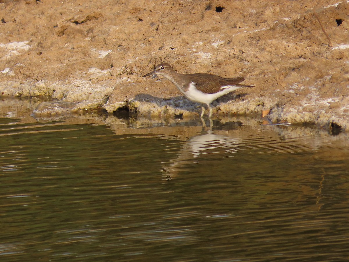 Common Sandpiper - ML622690594