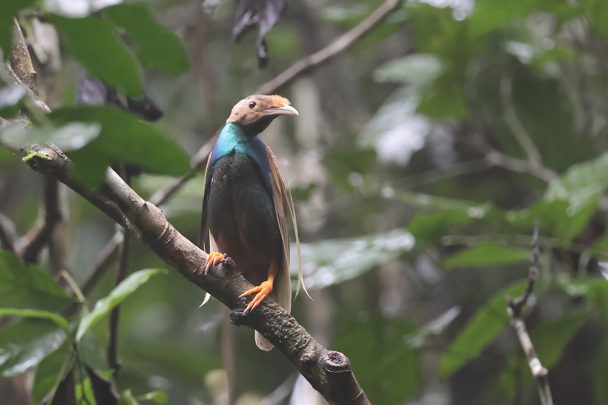 Standardwing Bird-of-Paradise - ML622690598