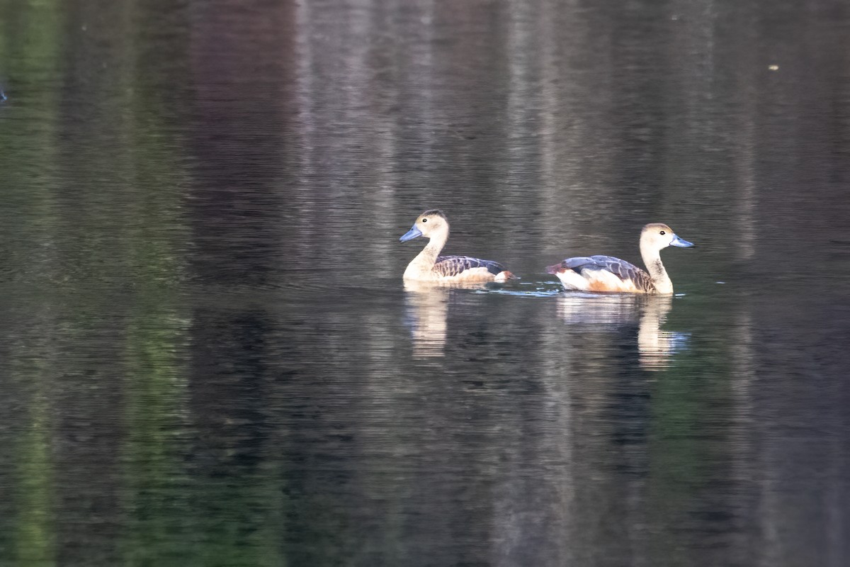 Dendrocygne siffleur - ML622690694