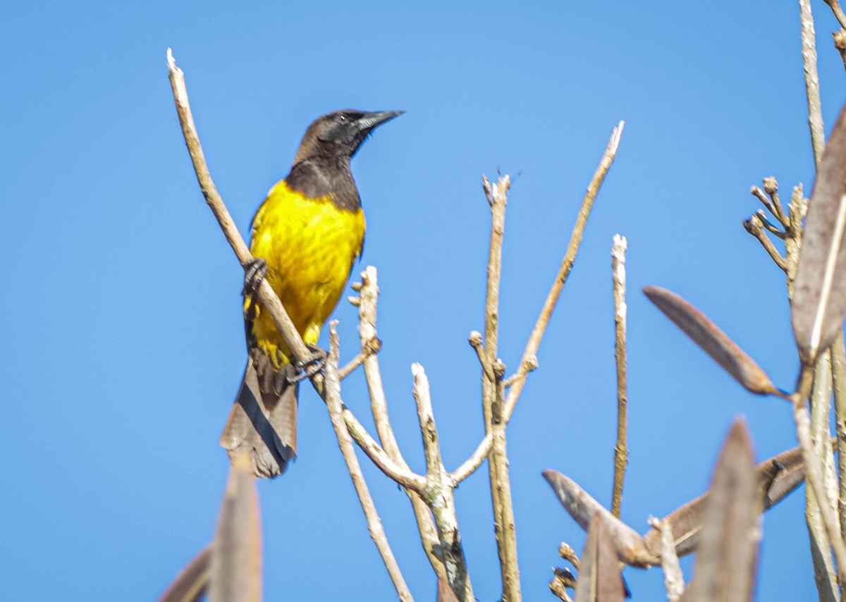 Yellow-rumped Marshbird - ML622690739