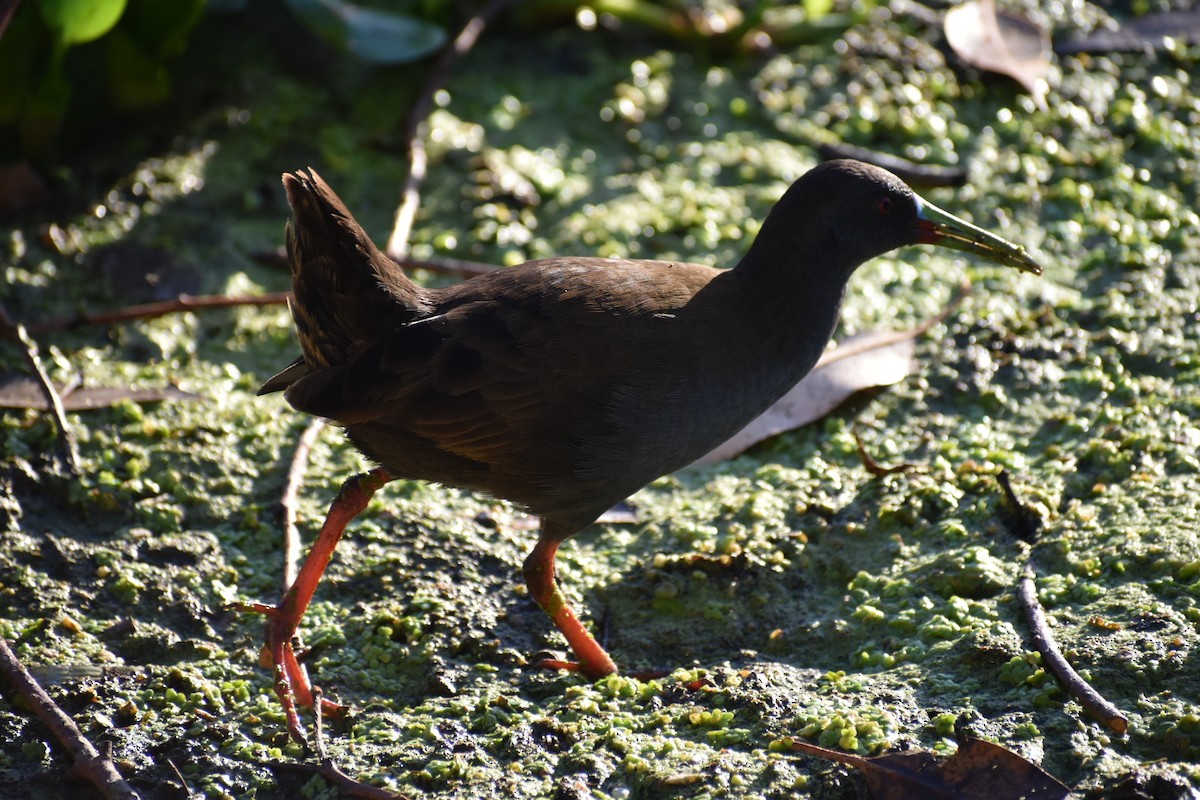 Plumbeous Rail - ML622690760