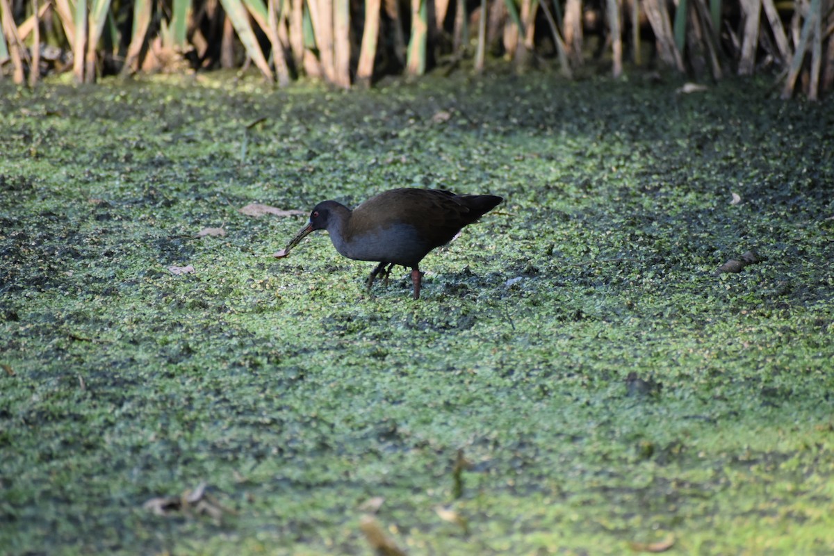 Plumbeous Rail - ML622690762