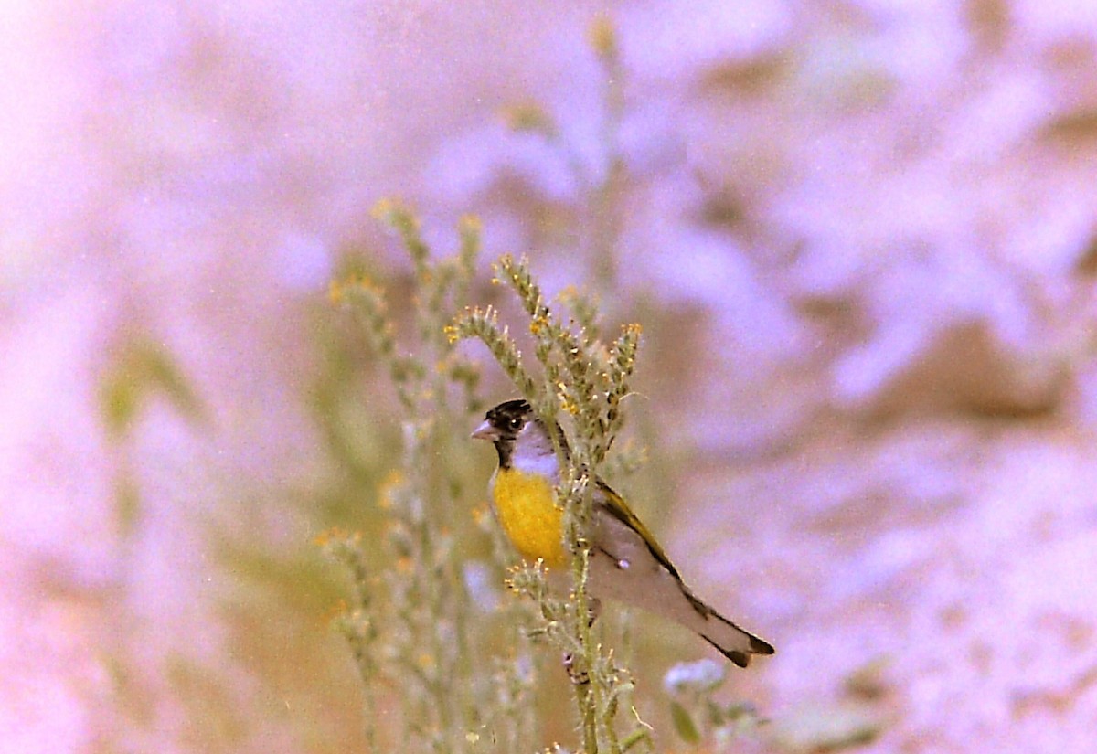 Lawrence's Goldfinch - ML622690770