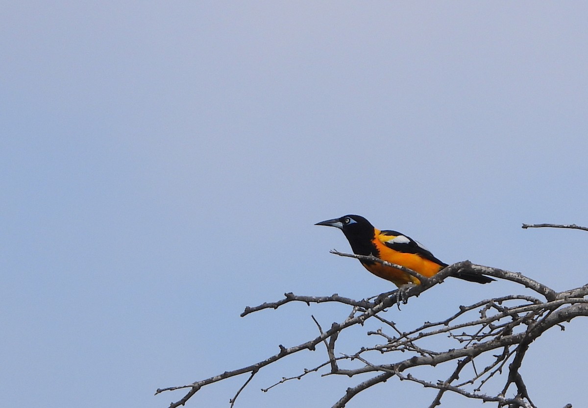 Venezuelan Troupial - Cisca  Rusch