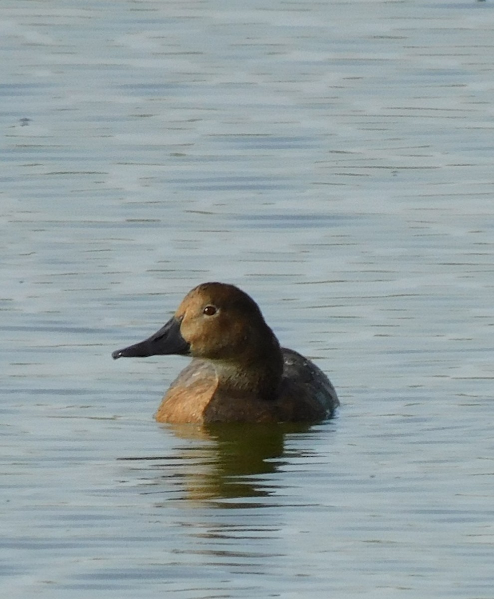 Common Pochard - ML622690918