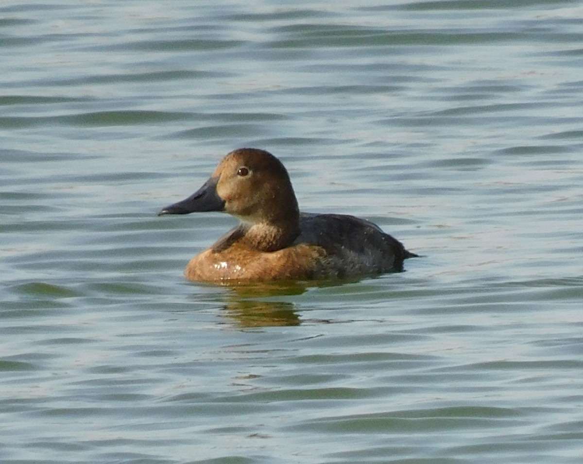 Common Pochard - ML622690919