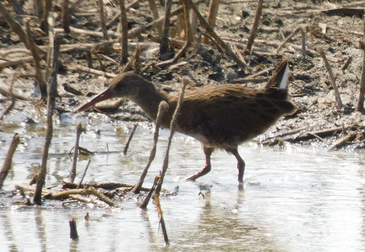 Water Rail - ML622690936