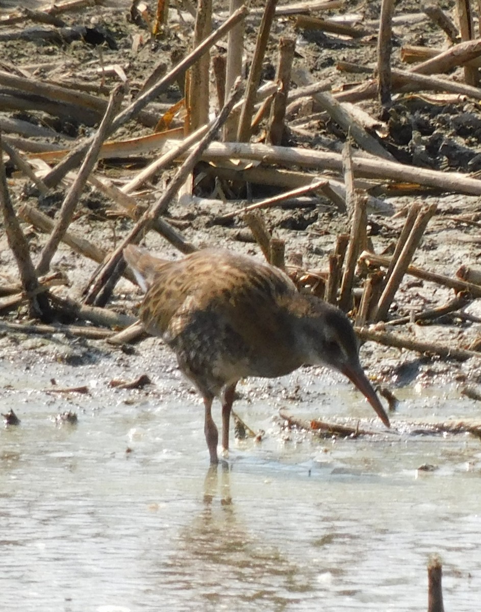 Water Rail - ML622690937