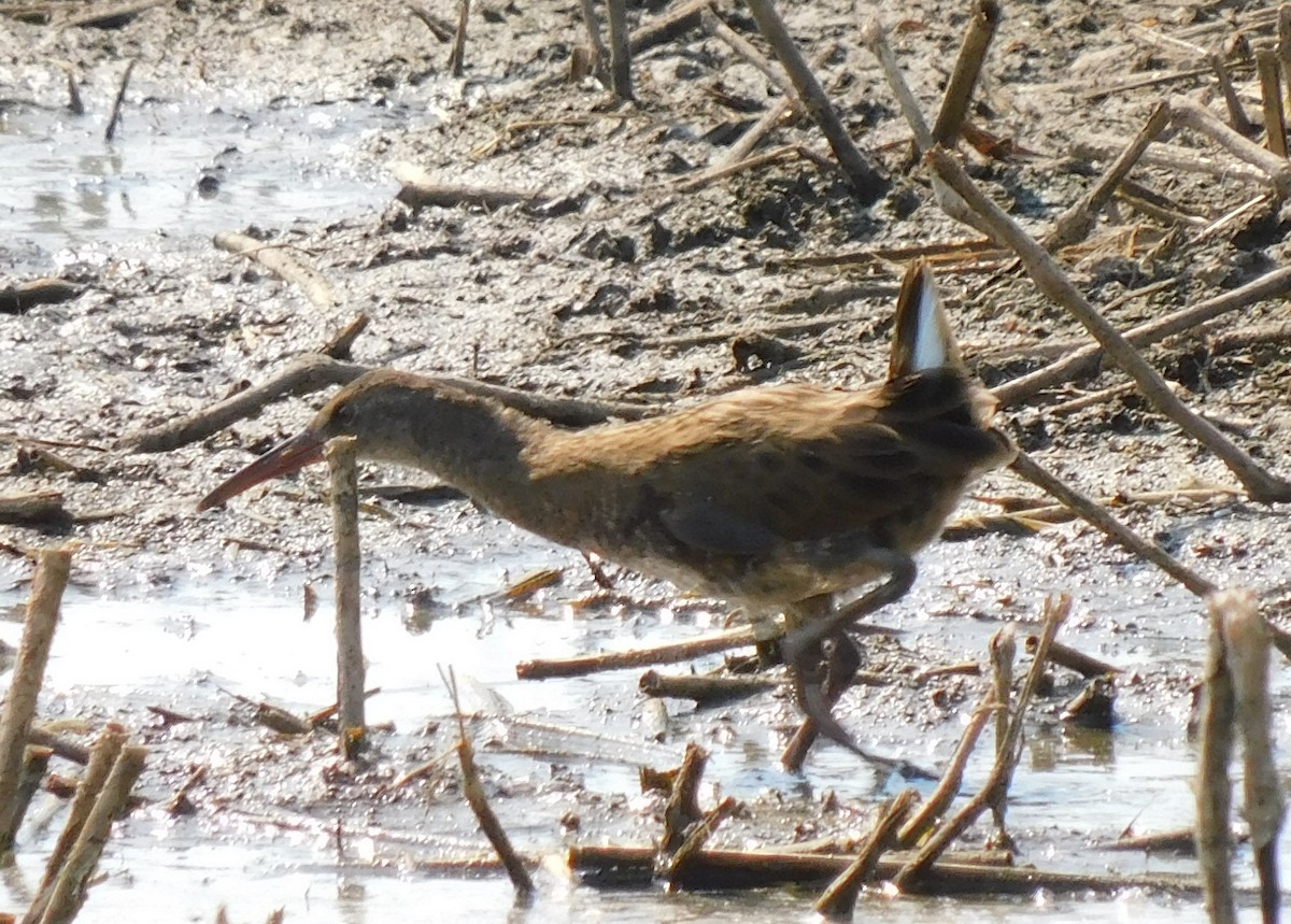 Water Rail - ML622690938