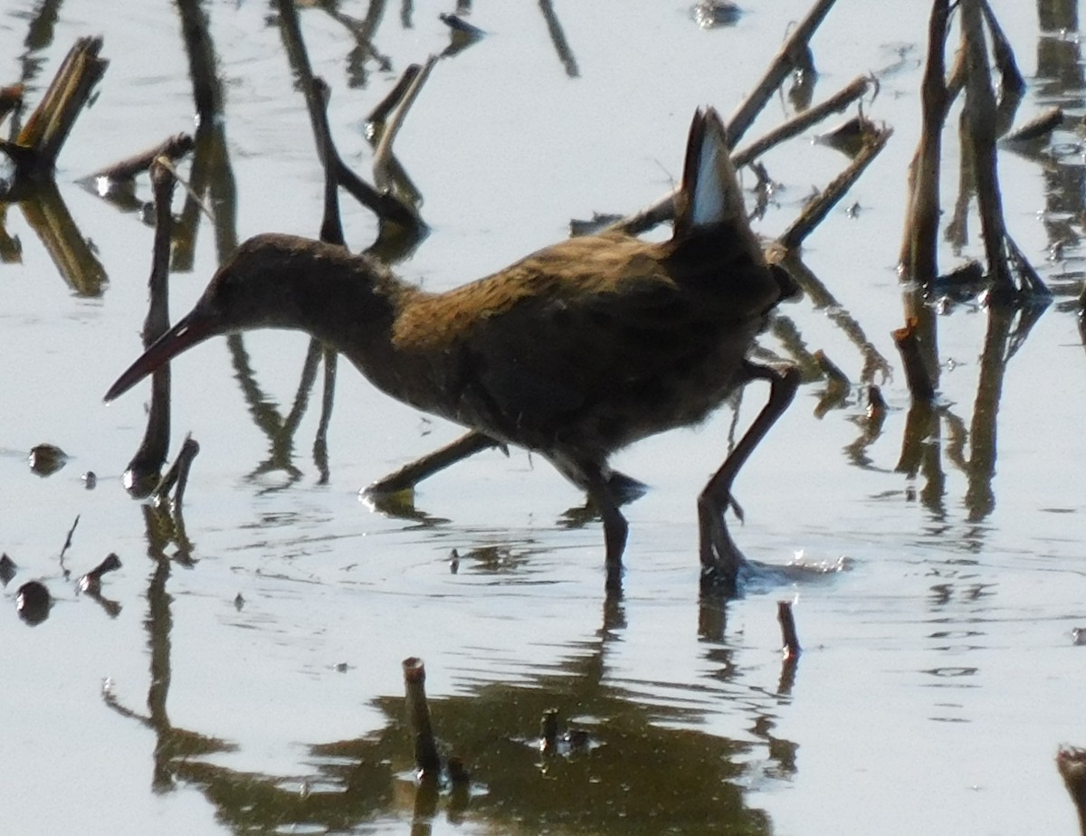 Water Rail - ML622690939