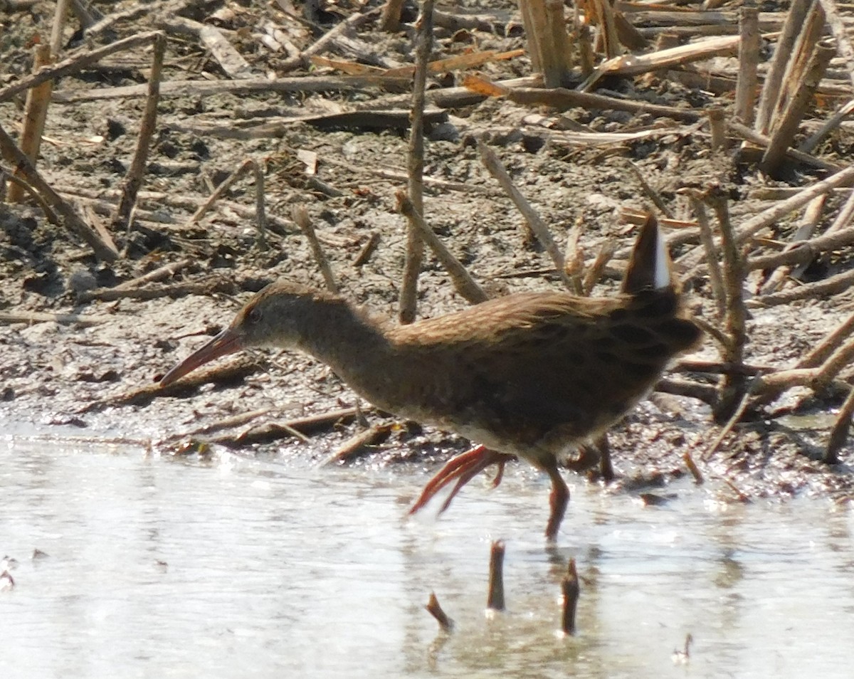 Water Rail - ML622690940